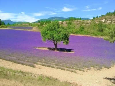 Holiday park Apartment in Bonnieux near Lavender Fields - Environment photo 30