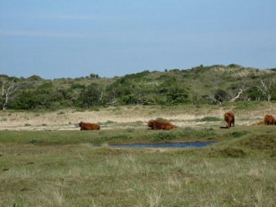 Holiday park Beach House in Zandvoort with Sea View - Environment photo 27