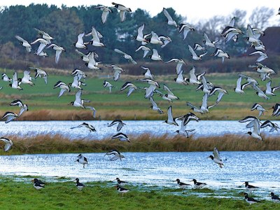 Apartment Appartements, Wyk auf Föhr - Outdoor photo 39