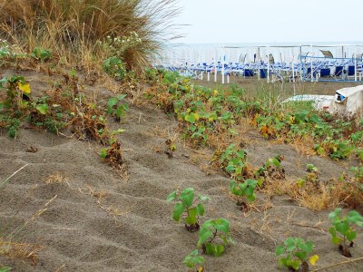 Apartment Appartamento Oblò vicino alle spiagge - Environment photo 41