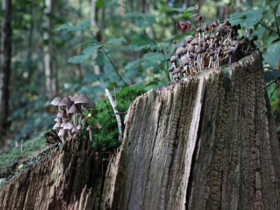 Holiday house Holiday Home in Veluwe near National Park - Environment photo 26