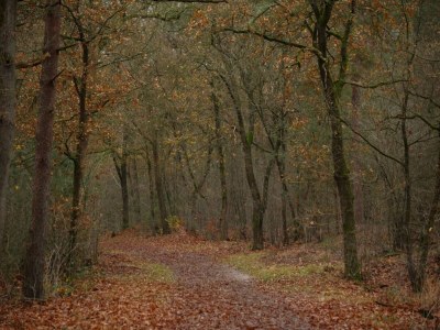 Holiday house Holiday Home in Veluwe near National Park - Environment photo 28