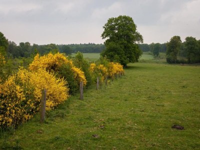Holiday park Chalet in Netherlands with Private Garden - Environment photo 23