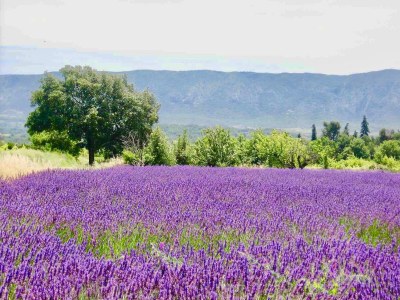 Holiday house Provence Les Oliviers Pool - Outdoor photo 39