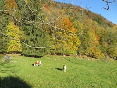 Holiday apartment Schossbach im Haus Waldwinkel - Outdoor photo 12