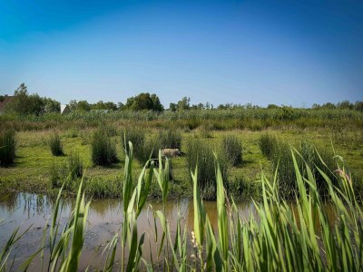 Holiday house Waldhaus in Friesland mit Sauna - Environment photo 28