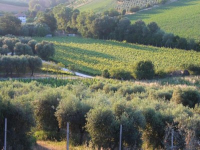 Holiday house Farmhouse Tent in Marche near Adriatic Sea - Environment photo 52