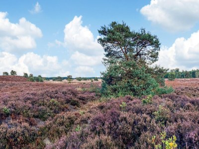 Holiday house Holiday Home in Veluwe with Veranda - Environment photo 30