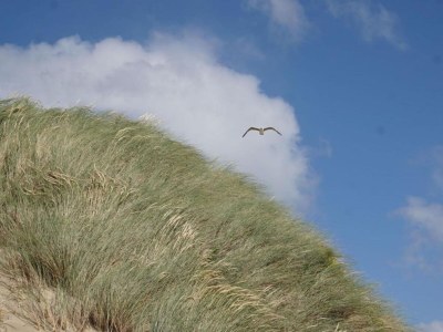 Holiday house Ferienhaus in Kamperland am Strand - Environment photo 31