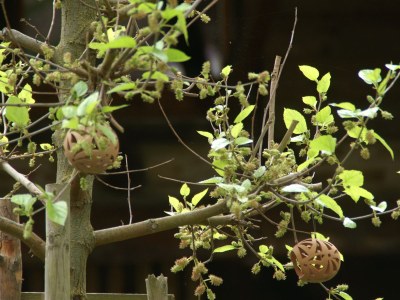 Apartment "Im alten Hof" - Outdoor photo 7