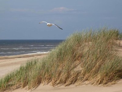 Holiday park Chalet in Noordwijk nahe dem Strand - Environment photo 23