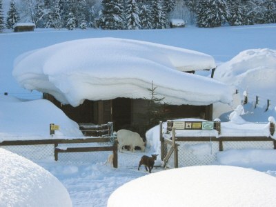Farmhouse Holiday apartment Leitner "Pony-Goat-Rabbit Ranch" No. 2 - Outdoor photo 5