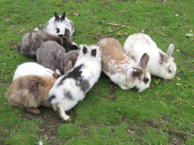 Farmhouse Holiday apartment Leitner "Pony-Goat-Rabbit Ranch" No. 2 - Environment photo 11