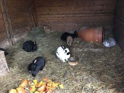 Farmhouse Holiday apartment Leitner "Pony-Goat-Rabbit Ranch" No. 3 - Environment photo 11