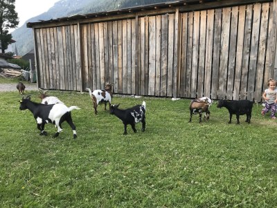 Farmhouse Holiday apartment Leitner "Pony-Goat-Rabbit Ranch" No. 3 - Environment photo 13
