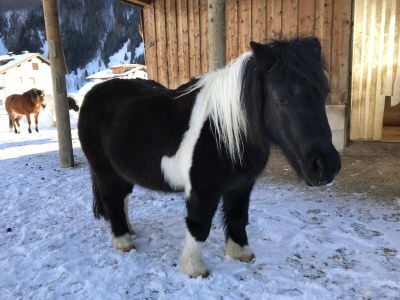 Farmhouse Holiday apartment Leitner "Pony-Goat-Rabbit Ranch" No. 3 - Environment photo 15
