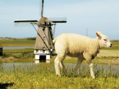 Holiday park Gemütlicher Küstenurlaubsort Texel - Outdoor photo 23