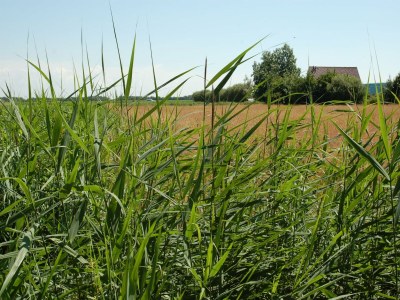Holiday park Holiday Home on Texel with Spacious Garden - Environment photo 23
