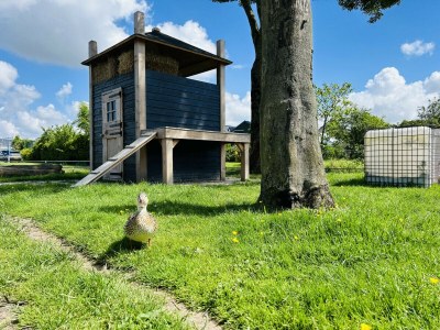 Bungalow Bungalowpark de Horn - Floresta 215 - Outdoor photo 23
