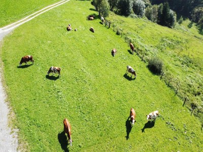 Apartment Bauernhaus in Hollersbach mit Bergblick - Outdoor photo 6