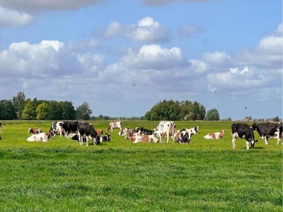Holiday park Seeglück in Friesland - Environment photo 38