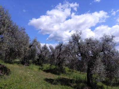 Villa La Piastraia - Outdoor photo 7