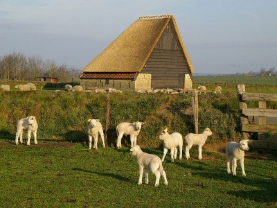 Villa Luxusvilla auf Texel - Environment photo 25