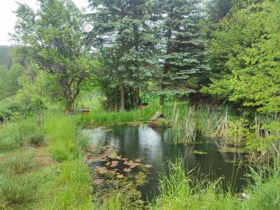 Holiday park Ruhiges Waldchalet - Environment photo 19
