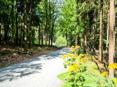 Holiday park Ruhiges Waldchalet - Environment photo 20