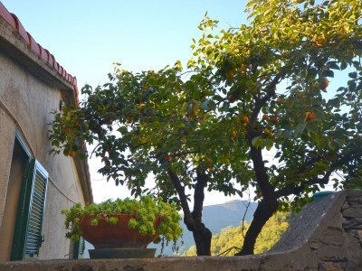 Holiday house Friedlicher Aufenthalt in den ligurischen Hügeln - Outdoor photo 11
