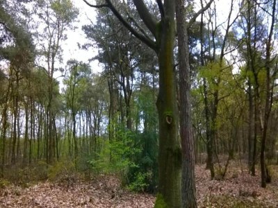 Holiday park Chalet in Parc de Kievit with Private Garden - Environment photo 20