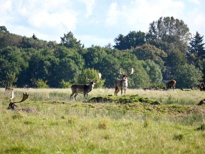 Holiday park Ferienhaus mit freiem Zugang nach Fredericia - Outdoor photo 5