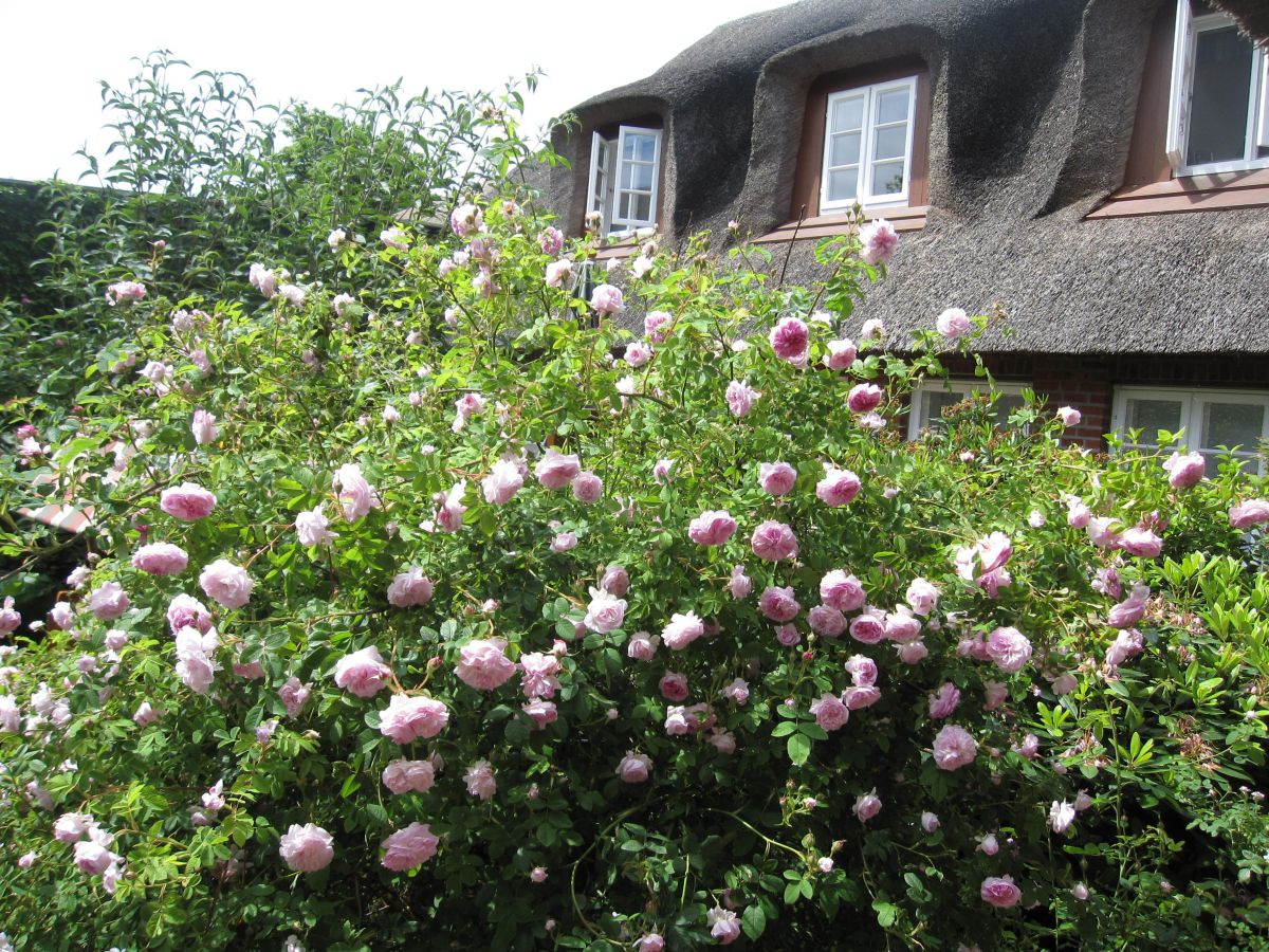 Holiday apartment "ual skinne" - Brarenhof - Outdoor photo 5