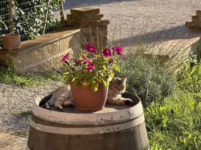 Holiday apartment Fornace - Outdoor photo 8