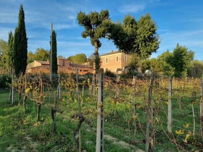 Holiday apartment Fornace del Conte - Vigneto - Outdoor photo 4