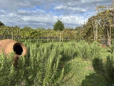 Holiday apartment Fornace del Conte - Elefantino - Outdoor photo 13