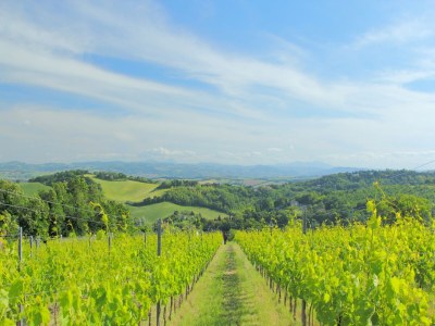 Holiday house Wohnung in Marche mit Pool und Urbino Nähe - Environment photo 25
