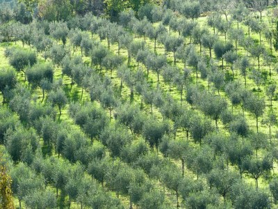 Farmhouse Farmhouse in Giano dell'Umbria - Environment photo 29