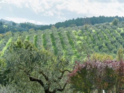 Farmhouse Farmhouse in Giano dell'Umbria - Environment photo 30