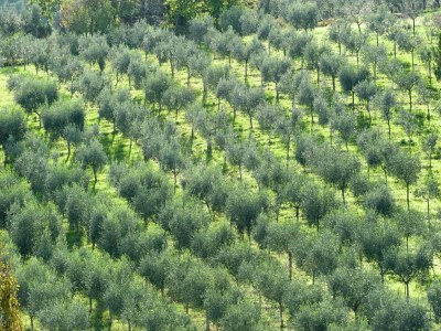 Holiday house Apartment near Montefalco Winery - Environment photo 28