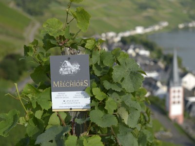 Apartment Fewo Terrasse 2. Stock in Zell (Mosel) - Apartment