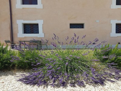 Villa Manor in Marche near Adriatic Beaches - Outdoor photo 7