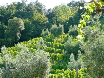 Holiday house L'Aione, Azienda Agricola - Environment photo 11