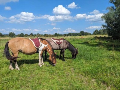 Holiday park Ferienhaus in Plasmolen nahe Seen - Environment photo 21