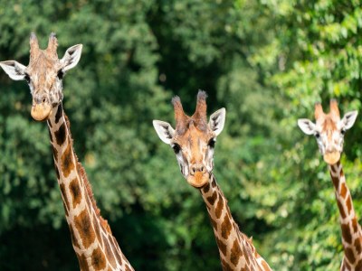Holiday house Luxuszelt im Serengeti Park - Outdoor photo 25
