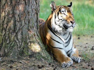 Holiday house Luxuszelt im Serengeti Park - Outdoor photo 28