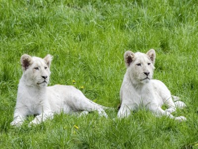 Holiday house Luxuszelt im Serengeti Park - Outdoor photo 30