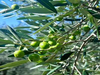Holiday house Villa in Tuscany with Pool and Olive Grove - Outdoor photo 35