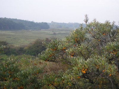 Bungalow Klein-Duinoord: Esdoorn - Environment photo 16