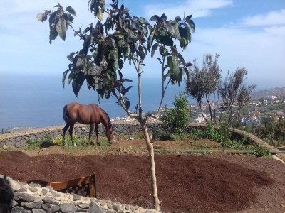 Cottage Holiday Home in Tenerife with Private Garden - Outdoor photo 2